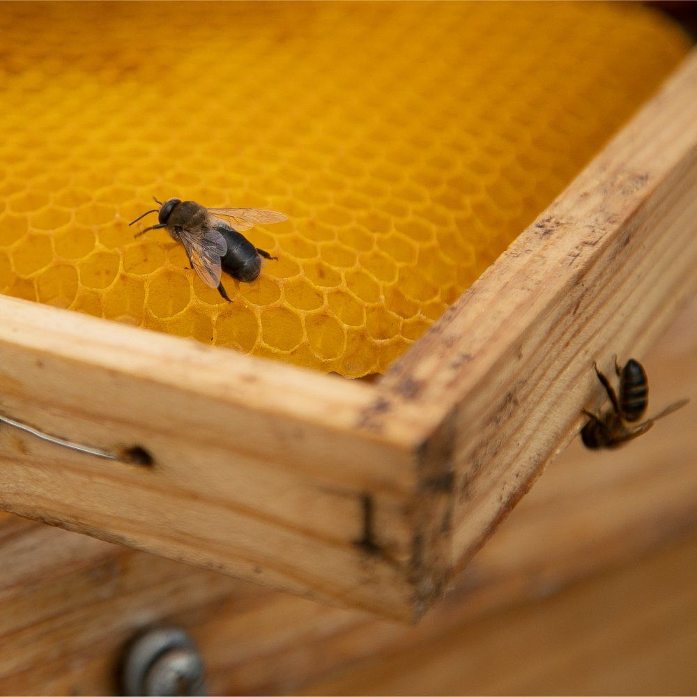 Somos amantes de las abejas Somos amantes de las abejas